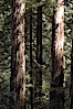 Coastal redwoods and Douglas firs dominate the Muir Woods National Monument north of San Francisco.  Coast redwoods are the worlds tallest living species and second-most massive tree (after the giant Sequoia), reaching 370 ft in height and 22 ft in diameter.  Muir Woods National Monument, Golden Gate National Recreation Area, north of San Francisco. Muir Woods National Monument, California, USA. Image #09082