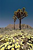 Joshua Trees rise above a patch of white tackstems. Spring. Joshua Tree National Park, California, USA. Image #09116