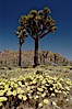 Joshua Trees rise above a patch of white tackstems. Spring. Joshua Tree National Park, California, USA. Image #09117
