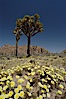 Joshua Trees rise above a patch of white tackstems. Spring. Joshua Tree National Park, California, USA. Image #09118