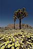 Joshua Trees rise above a patch of white tackstems. Spring. Joshua Tree National Park, California, USA. Image #09119