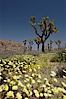 Joshua Trees rise above a patch of white tackstems. Spring. Joshua Tree National Park, California, USA. Image #09120