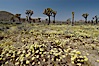 Joshua Trees rise above a patch of white tackstems. Spring. Joshua Tree National Park, California, USA. Image #09121