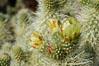 A bloom sprouts from the branch of a Teddy-Bear cholla. Joshua Tree National Park, California, USA. Image #09123