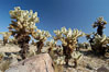 A small forest of Teddy-Bear chollas is found in Joshua Tree National Park. Although this plant carries a lighthearted name, its armorment is most serious. California, USA. Image #09126