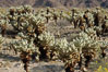 A small forest of Teddy-Bear chollas is found in Joshua Tree National Park. Although this plant carries a lighthearted name, its armorment is most serious. California, USA. Image #09128