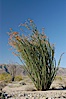 Ocotillo ablaze with springtime flowers. Ocotillo is a dramatic succulent, often confused with cactus, that is common throughout the desert regions of American southwest. Joshua Tree National Park, California, USA. Image #09161