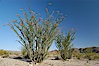 Ocotillo ablaze with springtime flowers. Ocotillo is a dramatic succulent, often confused with cactus, that is common throughout the desert regions of American southwest. Joshua Tree National Park, California, USA. Image #09162