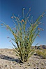 Ocotillo ablaze with springtime flowers. Ocotillo is a dramatic succulent, often confused with cactus, that is common throughout the desert regions of American southwest. Joshua Tree National Park, California, USA. Image #09163