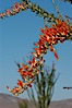 Flower detail on a blooming Ocotillo, springtime. Joshua Tree National Park, California, USA. Image #09164