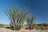 Ocotillo ablaze with springtime flowers. Ocotillo is a dramatic succulent, often confused with cactus, that is common throughout the desert regions of American southwest. Joshua Tree National Park, California, USA. Image #09165