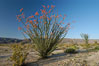 Ocotillo ablaze with springtime flowers. Ocotillo is a dramatic succulent, often confused with cactus, that is common throughout the desert regions of American southwest. Joshua Tree National Park, California, USA. Image #09180
