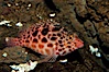 Coral hawkfish. Punte Vicente Roca. Image #09227