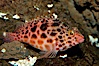 Coral hawkfish. Punte Vicente Roca. Image #09228