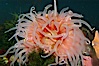 Beaded anemone. Image #09246