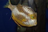 Ornate cowfish, male coloration. Image #09247