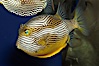 Ornate cowfish, male coloration. Image #09249