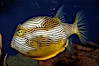 Ornate cowfish, male coloration. Image #09250
