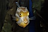 Ornate cowfish, male coloration. Image #09251