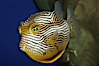 Ornate cowfish, male coloration. Image #09252