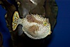 Ornate cowfish, female coloration. Image #09253