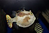 Ornate cowfish, female coloration. Image #09255