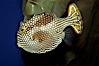 Ornate cowfish, female coloration. Image #09256