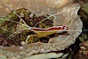 Cleaner shrimp. Image #09257