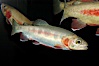 Golden trout. Image #09269