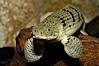 Bichir. Image #09270