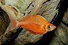 Red rainbowfish. Image #09285
