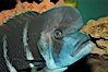 Bumphead Cichlid. Image #09290
