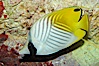 Threadfin butterflyfish. Image #09292