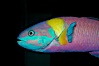 Cortez rainbow wrasse, terminal male phase sometimes referred to as supermale. Image #09297