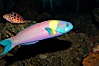 Cortez rainbow wrasse, terminal male phase sometimes referred to as supermale. Image #09298