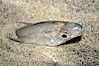 California grunion. Carlsbad, California, USA. Image #09299