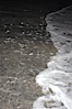 California grunion. Carlsbad, California, USA. Image #09300