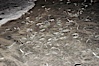California grunion. Carlsbad, California, USA. Image #09301
