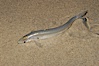 California grunion. Carlsbad, California, USA. Image #09302