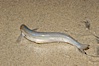California grunion. Carlsbad, California, USA. Image #09303