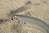 California grunion. Carlsbad, California, USA. Image #09304