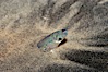 California grunion. Carlsbad, California, USA. Image #09305
