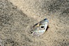 California grunion. Carlsbad, California, USA. Image #09306