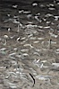 California grunion. Carlsbad, California, USA. Image #09307