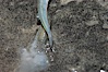 California grunion. Carlsbad, California, USA. Image #09308