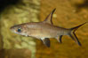 Bala shark, a freshwater fish native to the rivers of Thailand, Borneo and Sumatra, grows to about 14 inches long. Image #09321