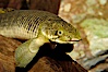Bichir. Image #09356