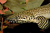 Bichir. Image #09357