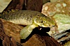 Bichir. Image #09359