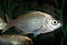 White seaperch. Image #09407
